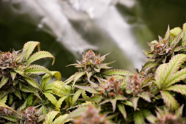 Attack Of The Clones — flower, day 81