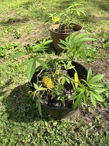 2026 Outdoor — vegetative, day 47