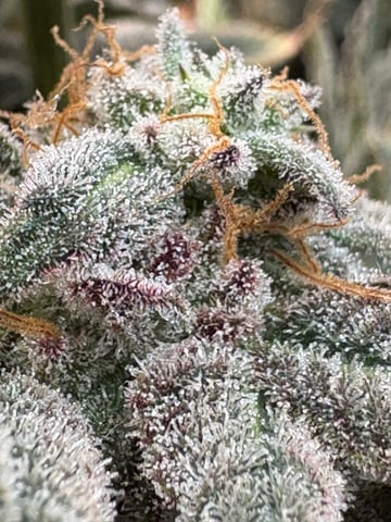 back to my roots.  — flower, day 54