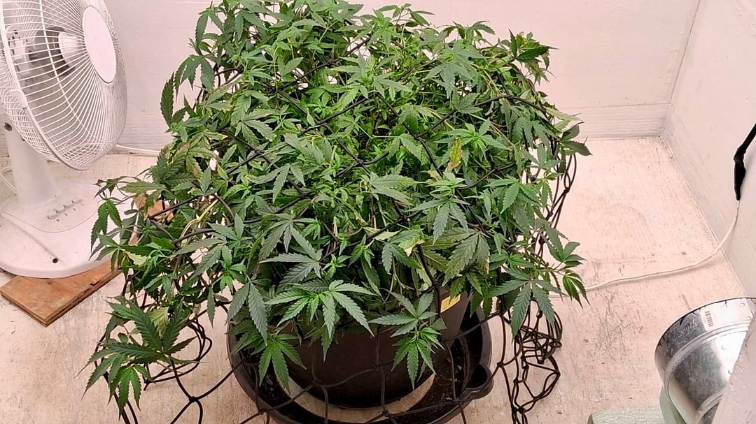 Here We Go Again 😎, This Should Be Good. 🤞👁️👁🤞