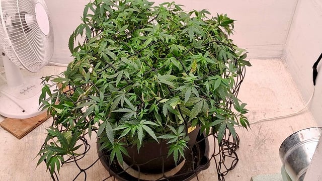 Here We Go Again 😎, This Should Be Good. 🤞👁️👁🤞 — grow_setup, day 1