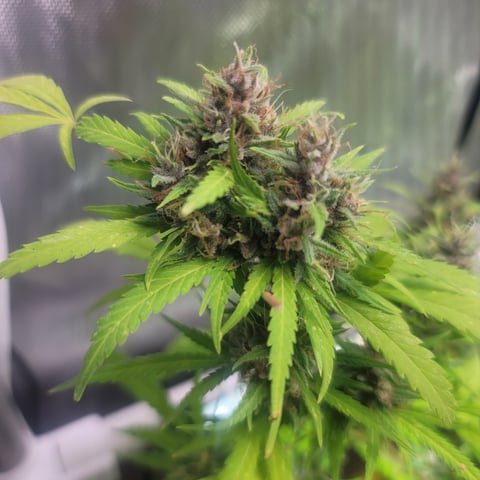 Poison Rainbows — flower, day 146