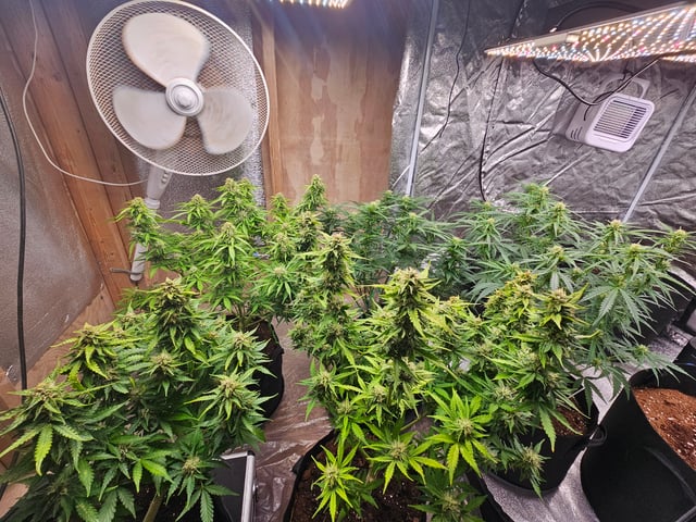 round 2 — flower, day 61