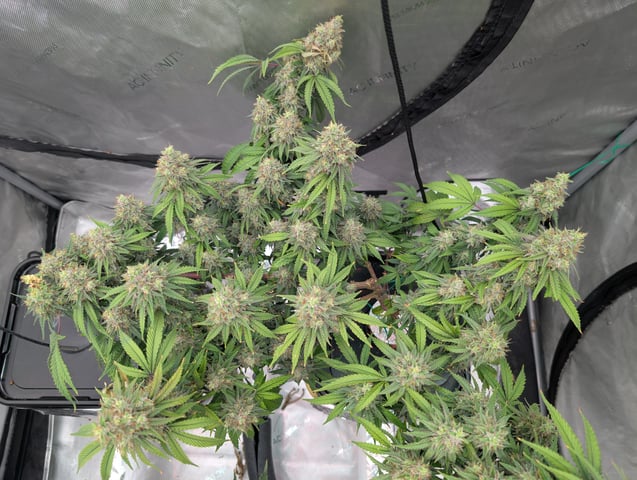 Black African Magic — flower, day 114