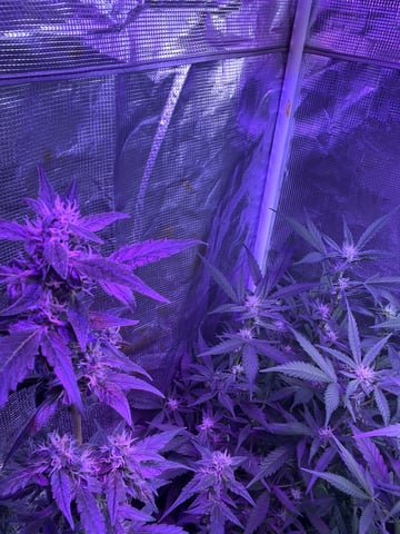 Queen B  — flower, day 71