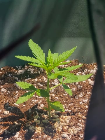 Green Gelato Auto — seedling_rooting, day 15