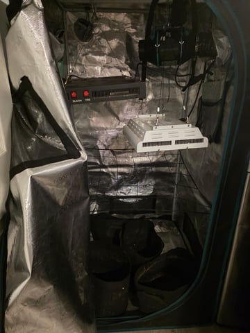 Harleys grinn — grow_setup, day 1