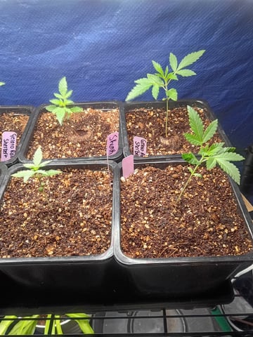 Third Grow — seedling_rooting, day 21
