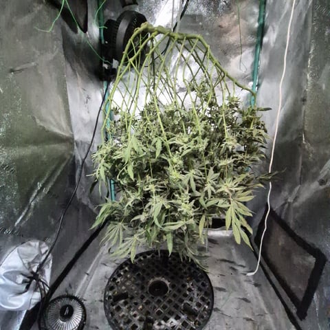 zlurricane blast — harvest, day 132