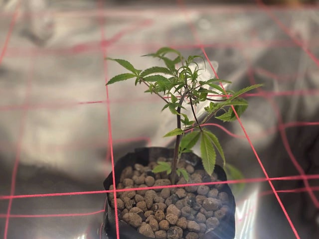 Dante's Inferno Rerun — vegetative, day 33