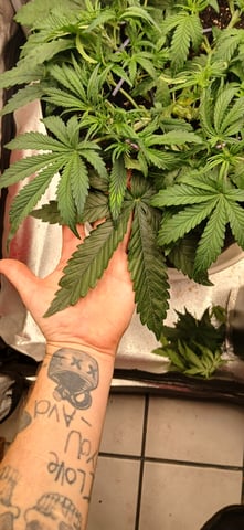 newest ggs setup grow — flower, day 31