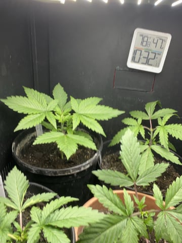 Auto variety  — vegetative, day 20