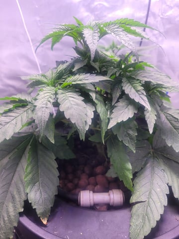 Making Crosses  — vegetative, day 72