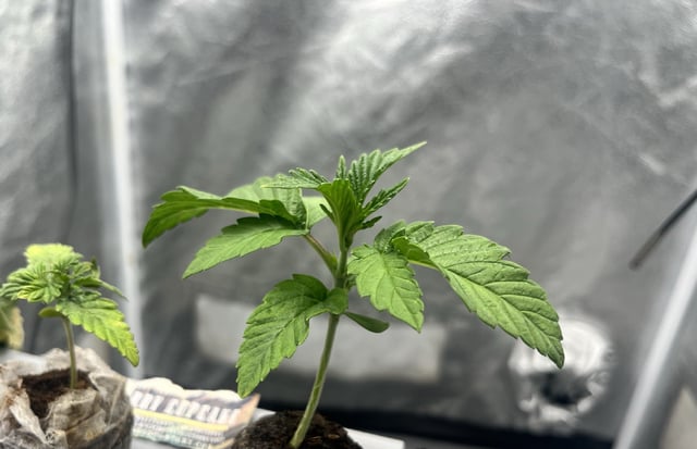 Humboldt Chicken N Wafflez — vegetative, day 15