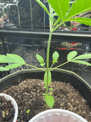 My First Grow — vegetative, day 16