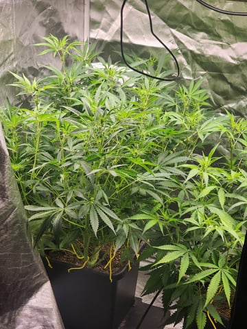 420 Fastbuds — flower, day 3