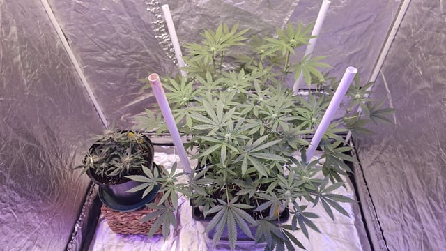 first grow adventure  — flower, day 73