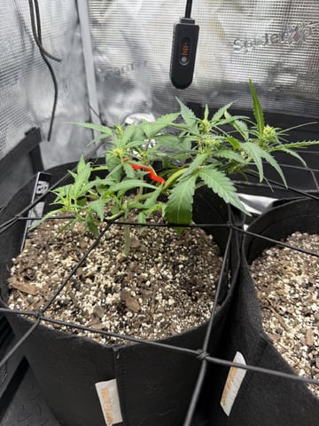 Gorilla Cookies — 1st Grow — flower, day 50