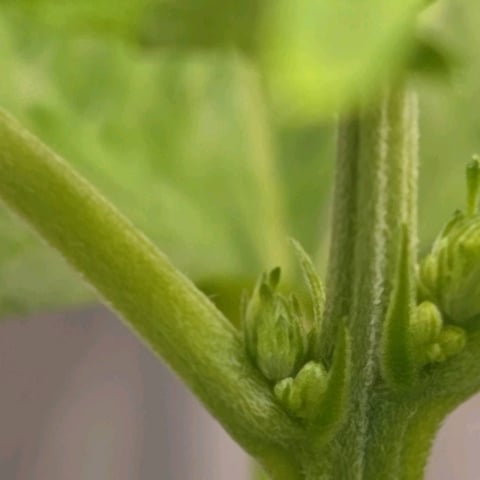 1st indoor grow 8 smaller plan t s — vegetative, day 45