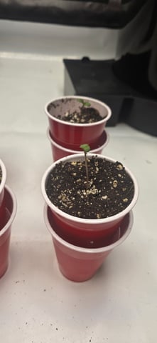 Maple Nectar  — seedling_rooting, day 6