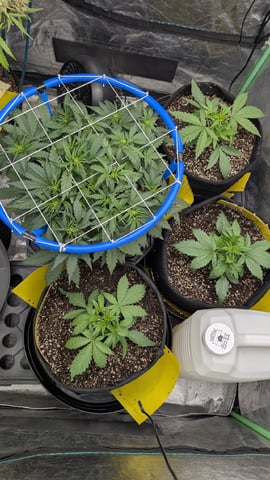 Perpetual Autoflower Mixed Grow #3 — germination, day 26