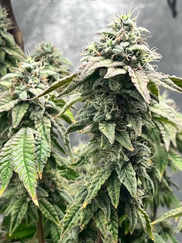 Humboldt Chicken N Wafflez — flower, day 95