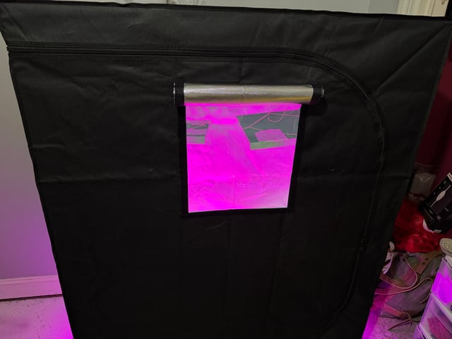 OG Kush — flower, day 113