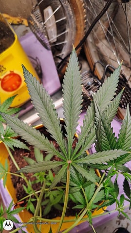 Miracle Murray  — seedling_rooting, day 47