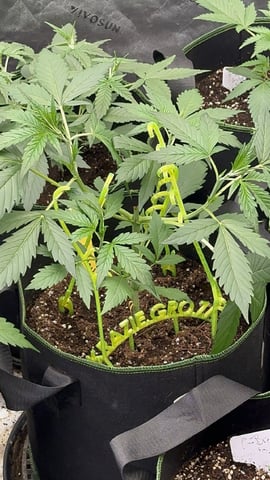 Good Genetix G-Line + Fat Bastard auto