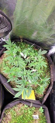 First Grow with the new setup  — vegetative, day 51