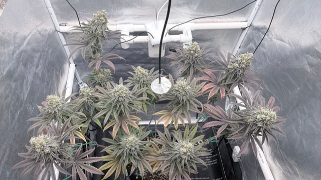 Blue Dream Grow — flower, day 89