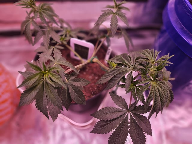 gary poppins — vegetative, day 39