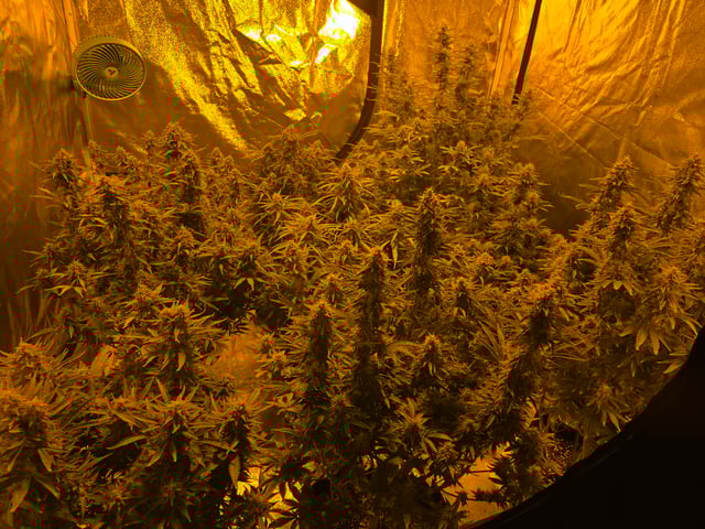 2nd Autoflower Indoor Grow — flower, day 80