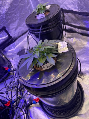 1st Ever Grow (Fat Bastard)(RDWC)  — vegetative, day 35