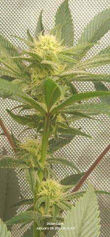 Another Custom Creation — flower, day 104