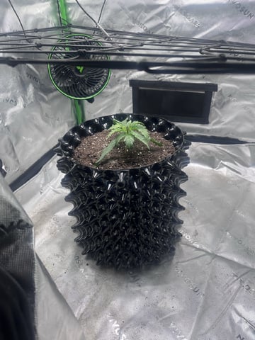 strawberry cough — seedling_rooting, day 51