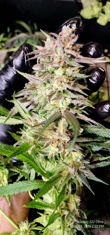 Birthday Harvest — harvest, day 2