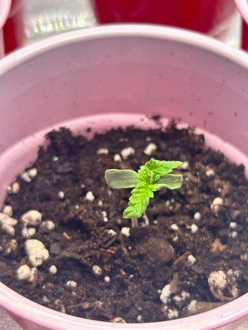First Ever Grow GT — seedling_rooting, day 4