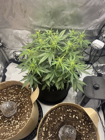 3x3 Grow — flower, day 8