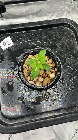 2nd grow — seedling_rooting, day 13