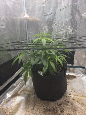 Slightly Stoopid Fruits  — grow_setup, day 2