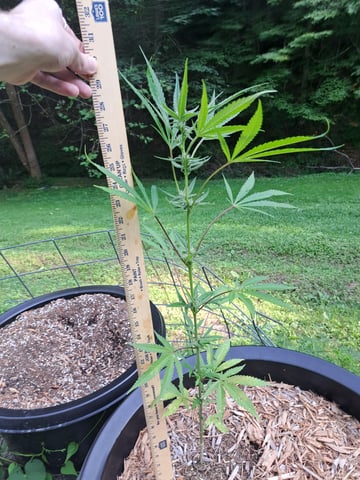 Bucket List Grow #2 — flower, day 85