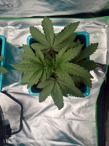 Hydro  1st run — vegetative, day 8