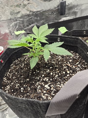 4 strains in 1 tent — vegetative, day 1