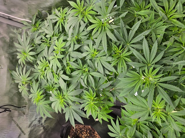 Purple Haze  — flower, day 53