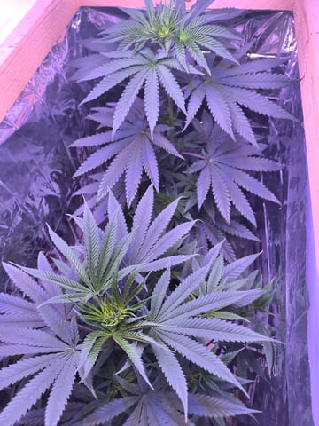 unknown strain 1st grow — flower, day 47