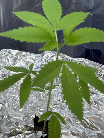 My Devine Conscious  — vegetative, day 33