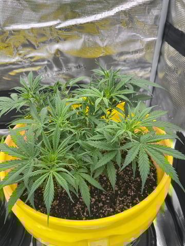 Gorilla Glue auto — flower, day 49