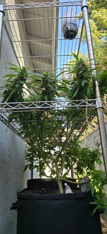 Mystery Weed Plant — flower, day 135