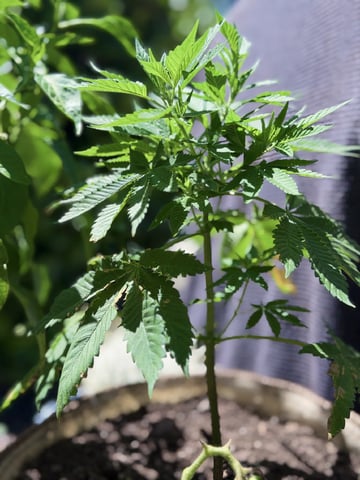 Sour Glue — flower, day 23